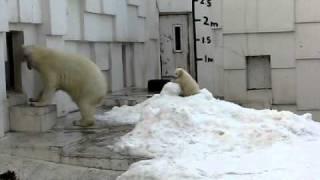 円山動物園　ホッキョクグマ赤ちゃん　ついに公開