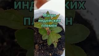 Магия индейских племён #растения #дача #дача #здоровье #магия
