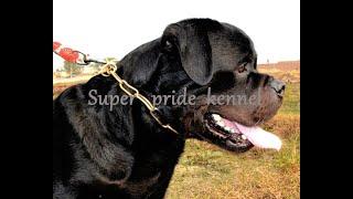 SUPER pride kennel female puppy 4th Oct 2020 #Rottweilerstuddelhi #Rottweilerbighead #ROTTWEILER