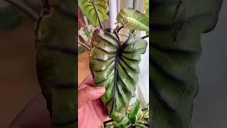 Care Tips for Colocasia Pharaoh’s Mask #plants #plantcare