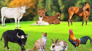 Farm Animal Food : Dog, Sheep, Rabbit, Cat, Buffalo, Chicken, Duck, Pig, Goat - Animal Sounds