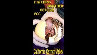 Baby Ostrich Hatching