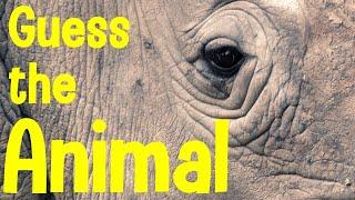 Guess the Animal | Can you guess the animal from the close-up?