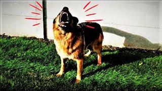 Dog Barking to the Extreme - STAND BACK!!