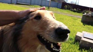 Rough Collie Jessie - Walks in the Yard in Good Weather in Spring.