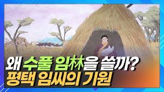 평택 임씨 왜 수풀 임 글자를 쓸까? 은나라까지 가는 평택 임씨의 기원ㅣ한국의 성씨ㅣSTB상생방송