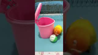 Birds Training So Cool | Amazing smart parrot  #cute #parrot #cuteparrot