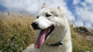 HUSKY DAWDLES on his walk ~ a Vet visit ~ Foxgloves everywhere ~ NATURE ~ views