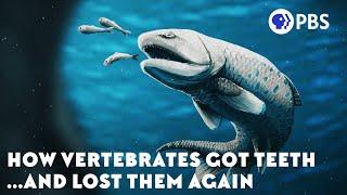 How Vertebrates Got Teeth... And Lost Them Again