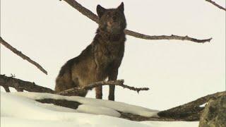 First wolf attack since late July reported by Colorado Parks & Wildlife