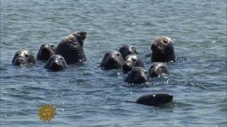Nature: Seals at Cape Cod