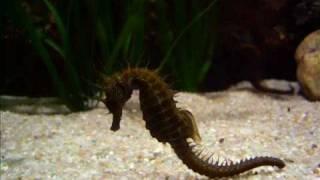 Acuario de Caballitos de mar (seahorse tank)