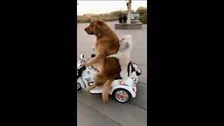 Funny Dogs   on Motorbike ‍#shorts