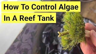 How To Control Algae In A Saltwater Tank | The Prestige Reef Dork Show