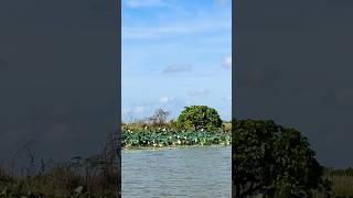 Crocodile and Water Lilies: Beautiful #saltwatercrocodile #crocodile #australia