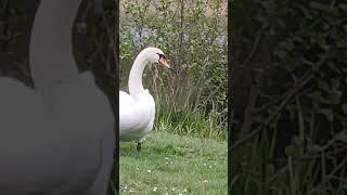 Eine zauberhafte Begegnung mit einem schönen Schwan, die Natur liebt uns. ️️🪷🪷