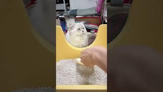 Pet Product Manufacturer.Plant Fiber Eco-Friendly Cat Litter wholesale. Best price #petcare #cute