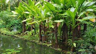 Hawaii Tropical Botanical Garden, 하와이 열대 식물원, Sep 2021