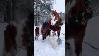 Жылқы,Аттар,Horse #ӨмірТамаша