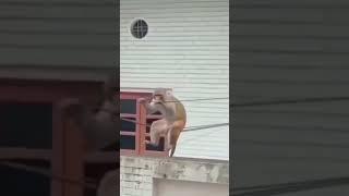 monkey having fun with electric wire #virul #viralshort #video