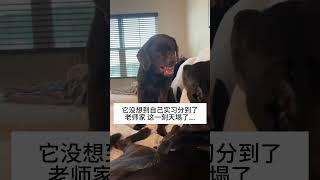 丸辣~ 我的萌宠精神抚慰犬狗狗萌宠出道计划治愈@DOU+小助手