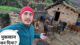 गौशाला के आसपास जंगली जानवर आ रहे हैं || Pahadi Lifestyle Vlog || Cool Pahadi