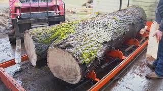 Milling an Incredible 12ft Claro Walnut Log into Slabs