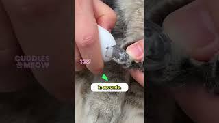 The Perfect Nail Trimmer For Every Cat! 