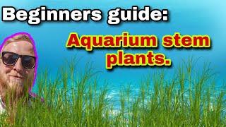 How to guide on aquarium stem plants: planting, choosing, caring for and general maintenance.