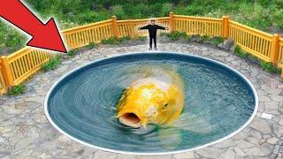 World's Largest Koi Fish!