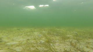 Indian River Lagoon Seagrass Update, 6-22-2024