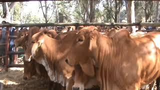 cattle farming in Zimbabwe a private auction held in Gweru