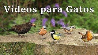 Videos para Gatos Ver : Pájaros de Verano