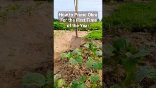 How to Prune Okra for the first time.