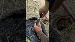 Pike swallowed the entire black wolly bugger #fish #fishing #fishinglife #flyfishing #flyfish #pike