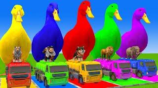 5 Giant Duck Cartoon,Cow,Elephant,Tiger,Lion,Dinosaur,Paint Wild Animals Crossing Fountain Animation