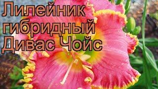 Лилейник гибридный Дивас Чойс (hemerocallis)  обзор: как сажать, саженцы лилейника Дивас Чойс