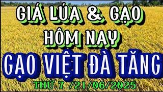 GIÁ LÚA & GẠO HÔM NAY THỨ 7 / 21/06/2025| Giải Trí Miền Tây
