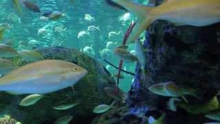 Marine Life HD