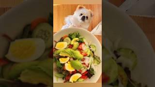 Duffy’s lunch ️️️#cutepuppy #cutepet #puppy #pomeranian #Duffy&Fluffy&Lucky️️