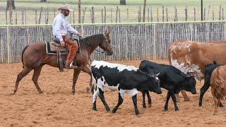 3 YO Sorrel Gelding make nice Cutting, Roping, Cowhorse or Barrel prospect!