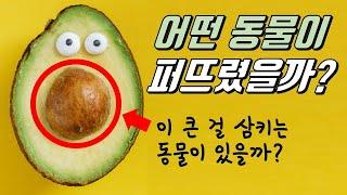 아보카도의 거대한 씨는 어떤 동물이 퍼뜨렸을까?｜아보카도가 멸종하지 않은 이유!