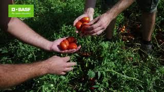 Modelli previsionali: un contributo alla sostenibilità del pomodoro da industria