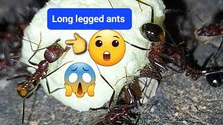 Long legged ants vs marshmallow