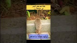 #سورة_آل_عمران  #أحمد_سعيد_كساب #لحظات_خاشعة #اكسبلور #المصحف #راحة_نفسيةتلاوات #ترند