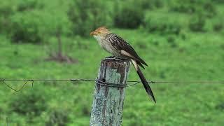 Guira Cuckoo on a post