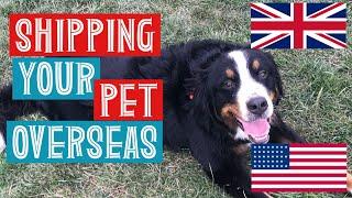 SHIPPING YOUR PETS (DOGS) OVERSEAS *HOW TO GUIDE*