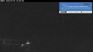 CBMWC Dolphin Watch Live: 2024-04-05