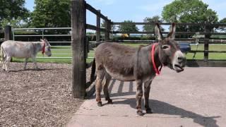 Adoption donkey Gareth practising his singing voice at The Donkey Sanctuary