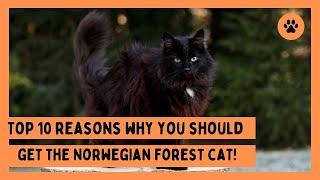 TOP 10 Reasons Why you Should get a Norwegian Forest Cat